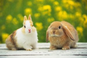 Mājdzīvnieks veterinārajā klīnikā