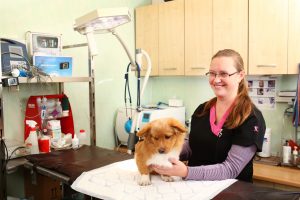 Veterinārārsts apskata suni klīnikā